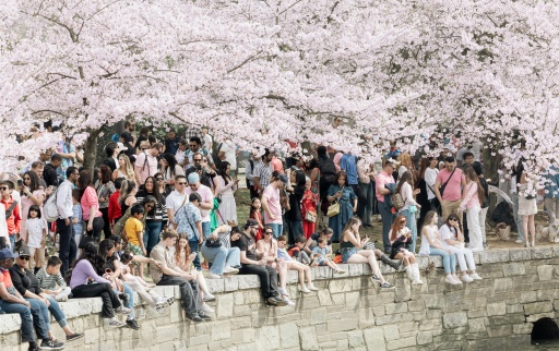 Blossoms and Beyond: A Long Weekend in Washington, D.C.